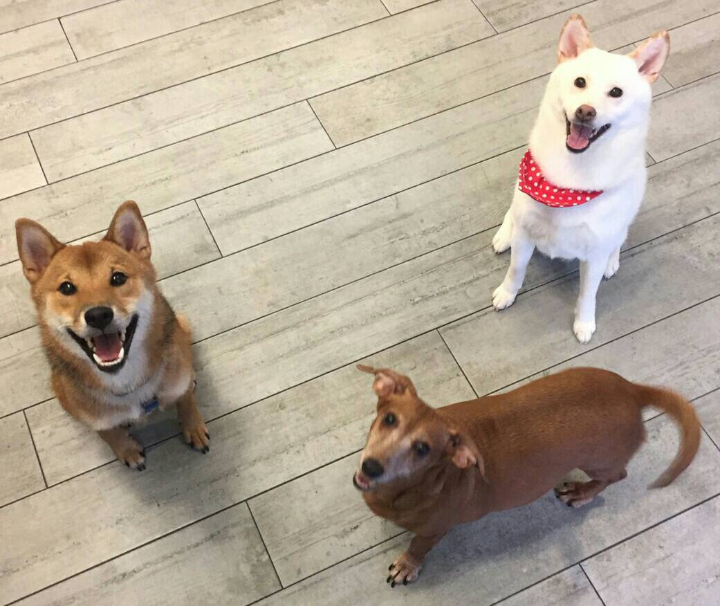 犬貓絕育手術衛教